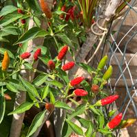 Peperoncino rosso piccante