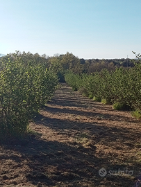 Terreno agricolo noccioleto