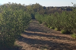 Terreno agricolo noccioleto