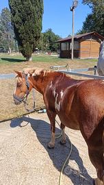 Pony