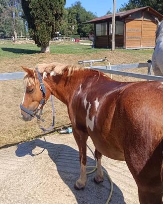 Pony