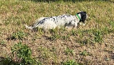 Setter inglese