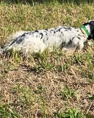 Setter inglese