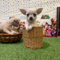 Mini chihuahua femmina total White