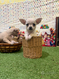 Mini chihuahua femmina total White
