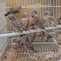 Uccelli esotici diamante gola tagliata