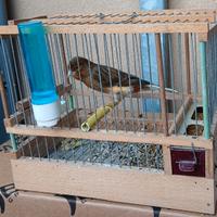 Canarini timbrado da canto