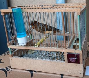 Canarini timbrado da canto