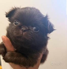 Chihuahua mini pedigree Enci