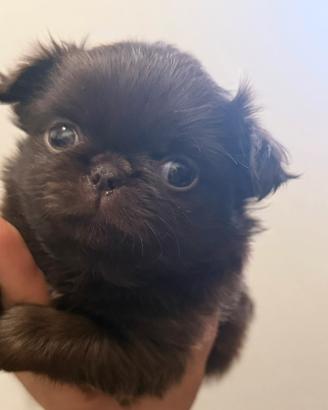 Chihuahua mini pedigree Enci