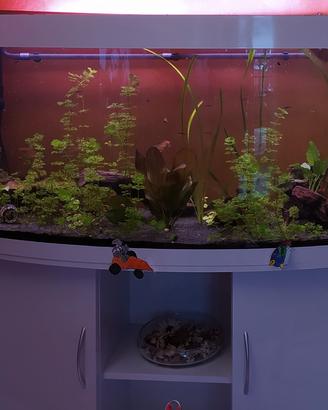 acquario juwel Rio 260 visio