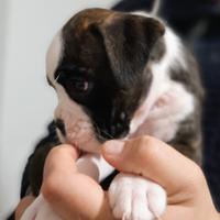 Cuccioli Boxer