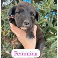 Cuccioli in adozione