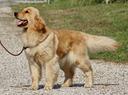 golden-retriever-100-americano-top-del-top-
