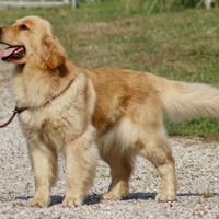 Golden Retriever 100% Americano "Top del Top"