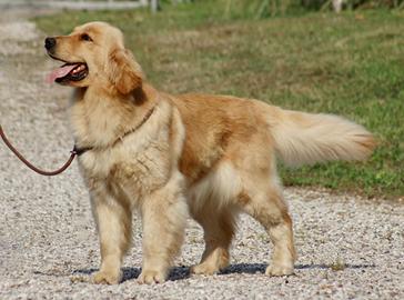 Golden Retriever 100% Americano "Top del Top"