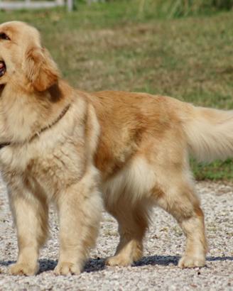 Golden Retriever 100% Americano "Top del Top"