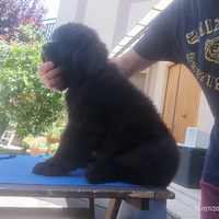 Cucciolo femmina di terranova alta genealogia