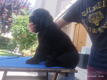 Cucciolo femmina di terranova alta genealogia