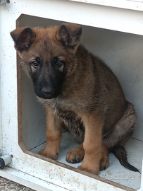 Pastore tedesco grigione