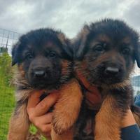 Cuccioli di pastore tedesco