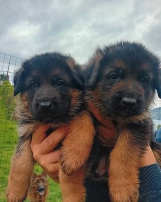 Cuccioli di pastore tedesco