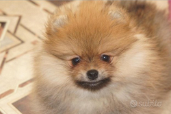 Cucciolo di Spitz femmina con pedigree