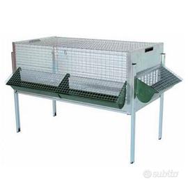 Pulcinaia per Pollastrelli