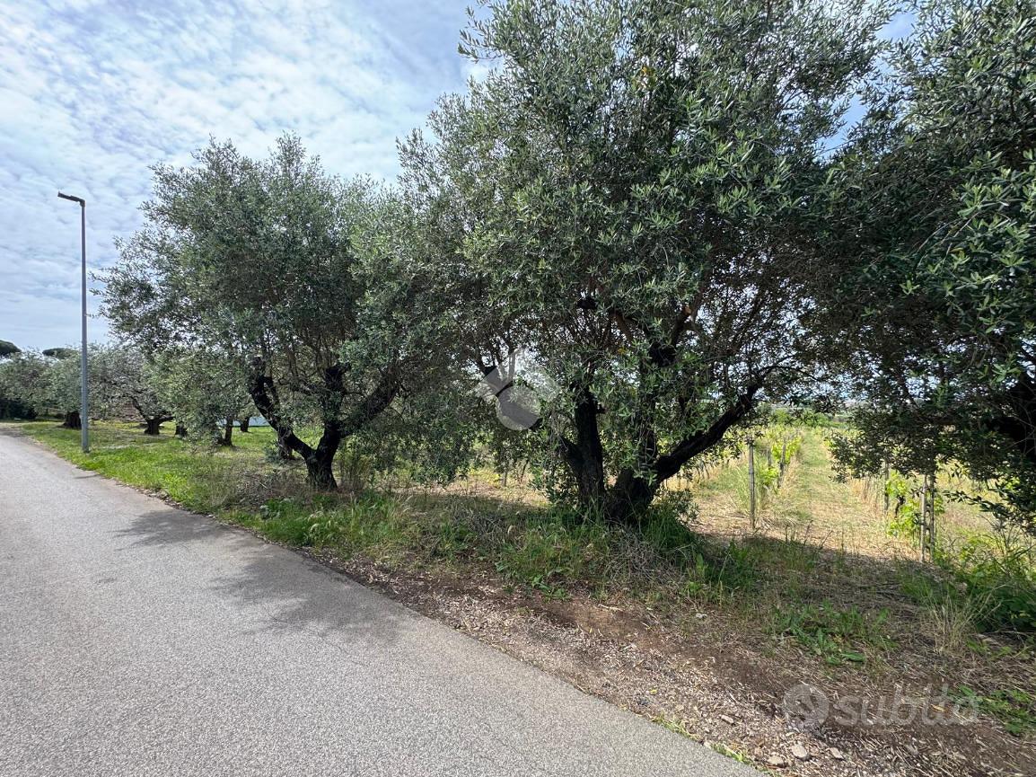 TER. AGRICOLO A LANUVIO - Altro