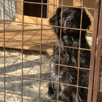 Epagneul Breton DISPONIBILE PER MONTA