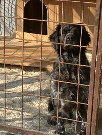 Epagneul Breton DISPONIBILE PER MONTA
