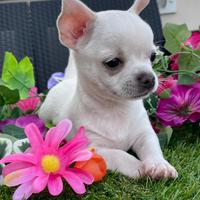 Cuccioli di chihuahua toy