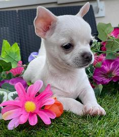 Cuccioli di chihuahua toy