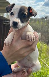 Jack Russell