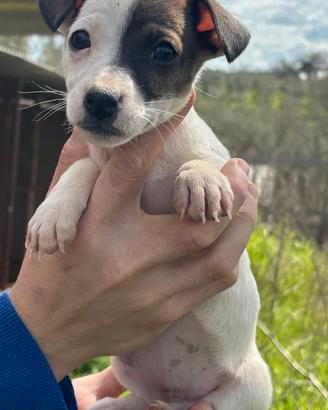 Jack Russell