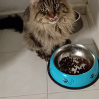Maine Coon maschietto 12 mesi disponibile