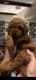 Barboncini Toy