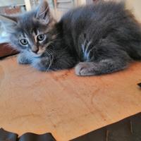Gattini