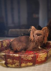Dolcissima cagnolina Chihuahua a pelo lungo 2 anni