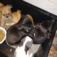 Chihuahua Cuccioli pelo raso