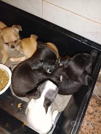 Chihuahua Cuccioli pelo raso