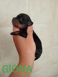 Cuccioli di Pinscher nano