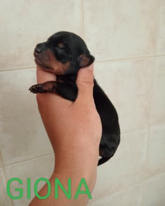 Cuccioli di Pinscher nano
