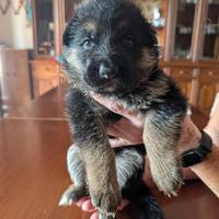 Cuccioli di Pastore Tedesco (in prenotazione)