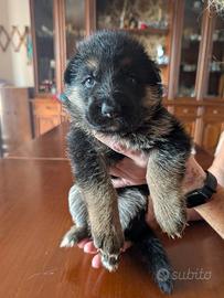 Cuccioli di Pastore Tedesco (in prenotazione)