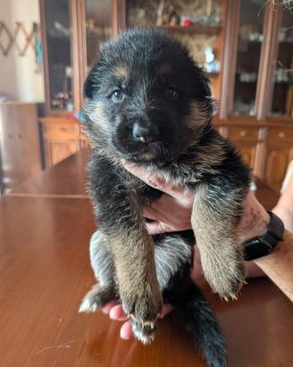 Cuccioli di Pastore Tedesco (in prenotazione)