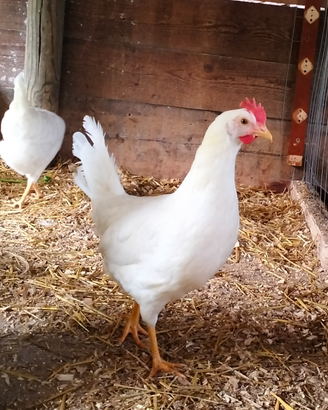 Galline ovaiole