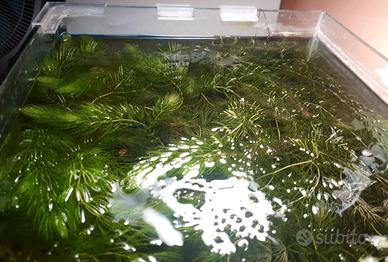 ceratophyllum pianta galleggiante da acquario
