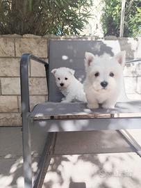 West White hinghland terrier
