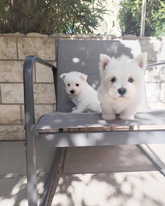 West White hinghland terrier
